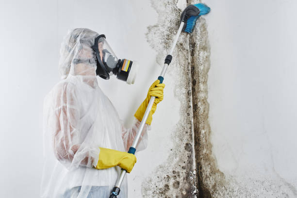 Best Mold Damage Repair  in USA